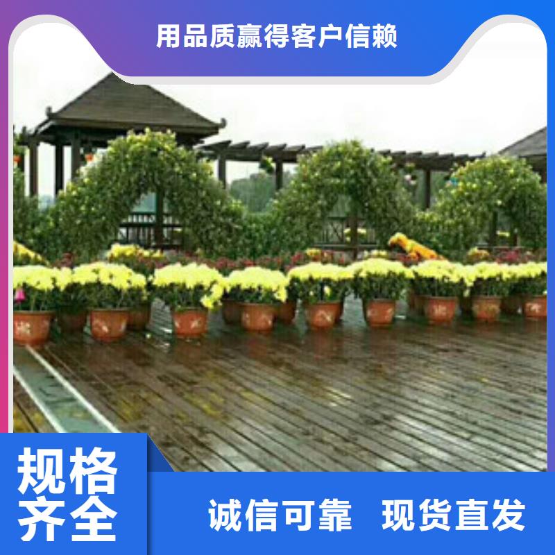 時令草花花海景觀工程源頭實體廠商