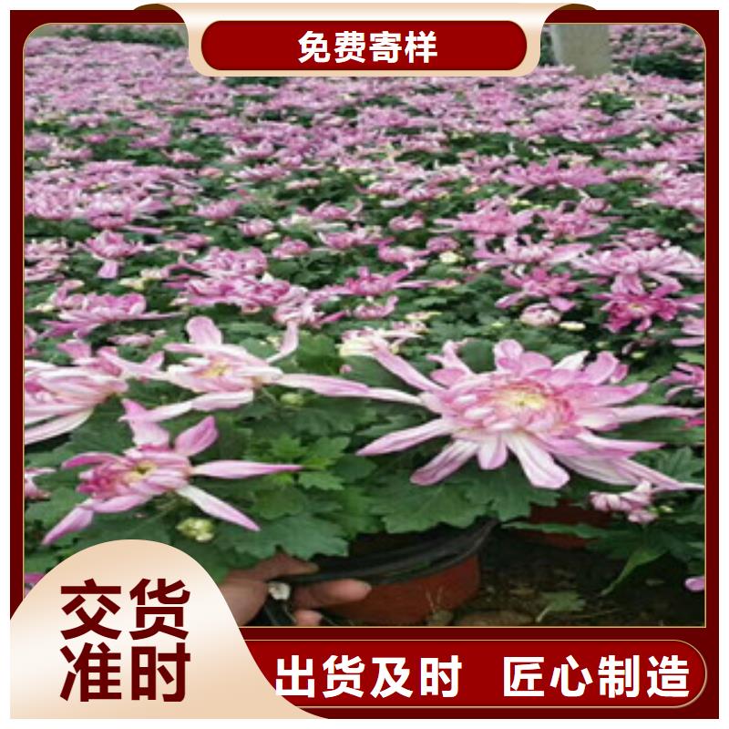 時令草花花海景觀工程支持定制批發(fā)