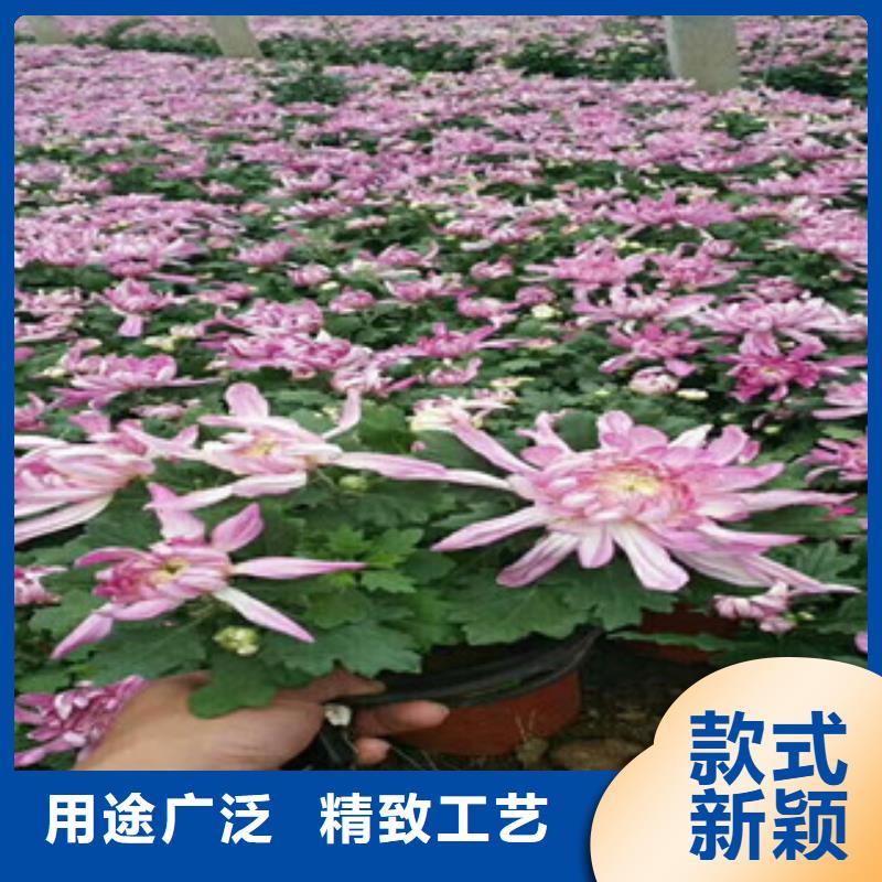 时令草花宿根花卉基地真材实料诚信经营