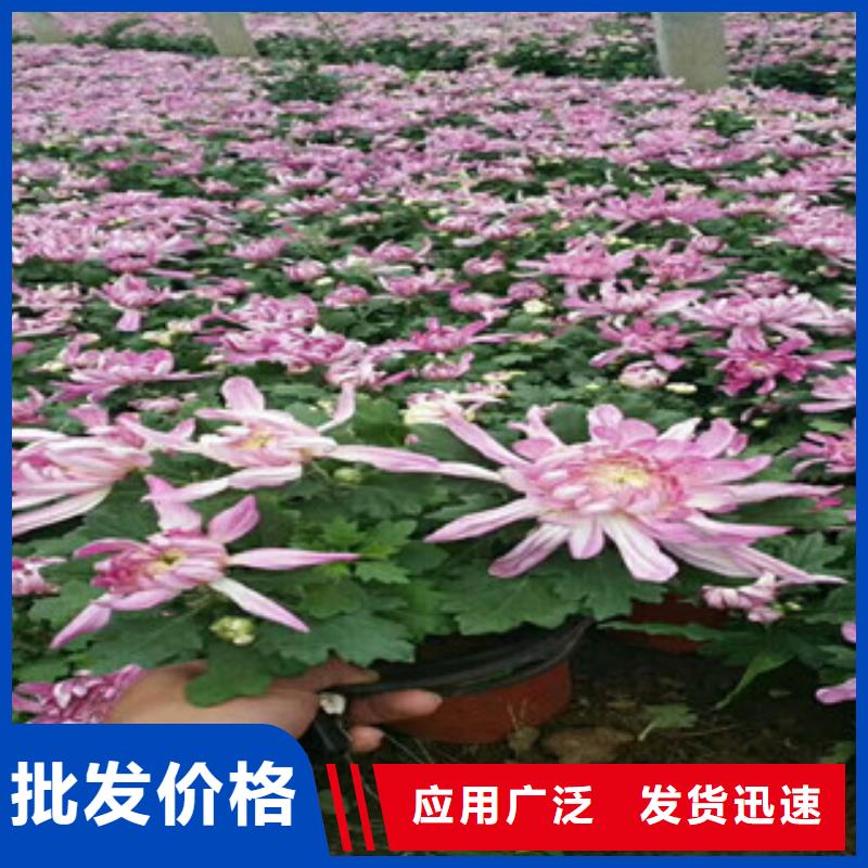 時令草花柳葉馬鞭草/薰衣草售后服務(wù)完善
