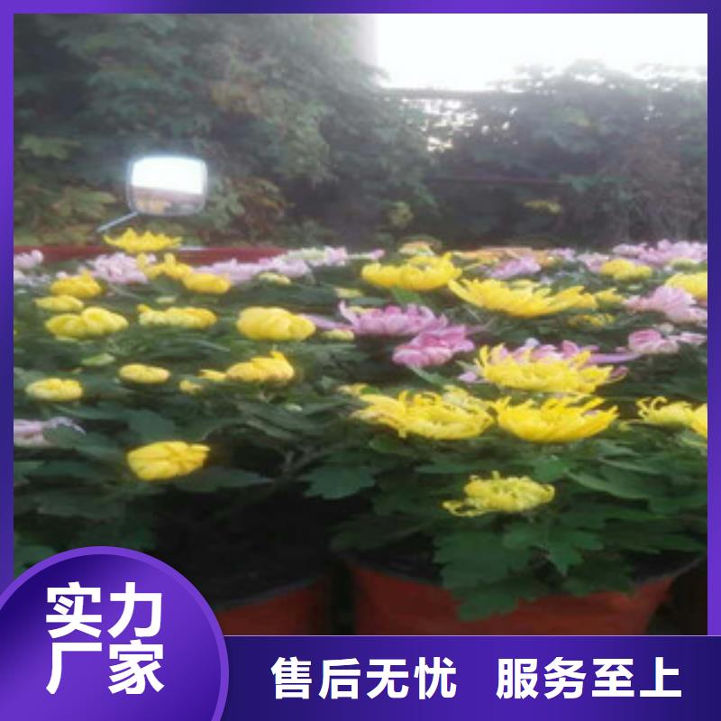 時令草花-柳葉馬鞭草/薰衣草多年行業(yè)積累