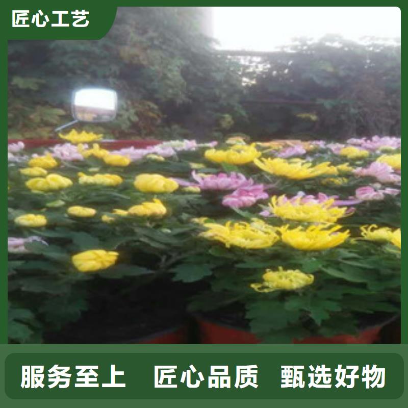 时令草花,花海景观工程质量无忧