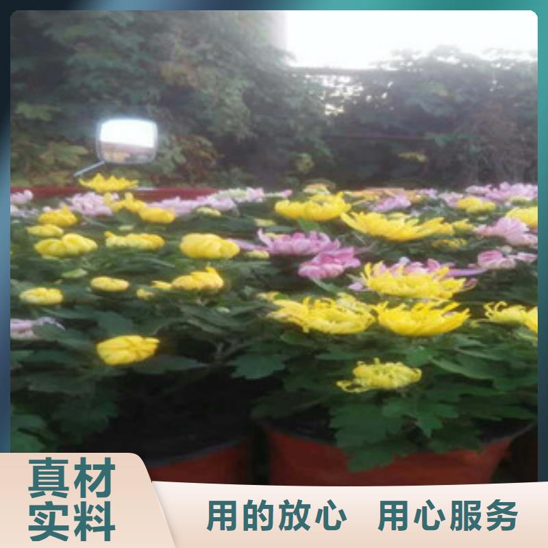 时令草花花海景观工程N年大品牌