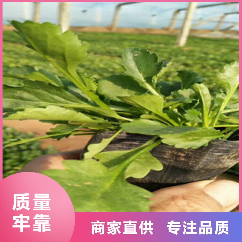 時令草花柳葉馬鞭草/薰衣草售后服務(wù)完善