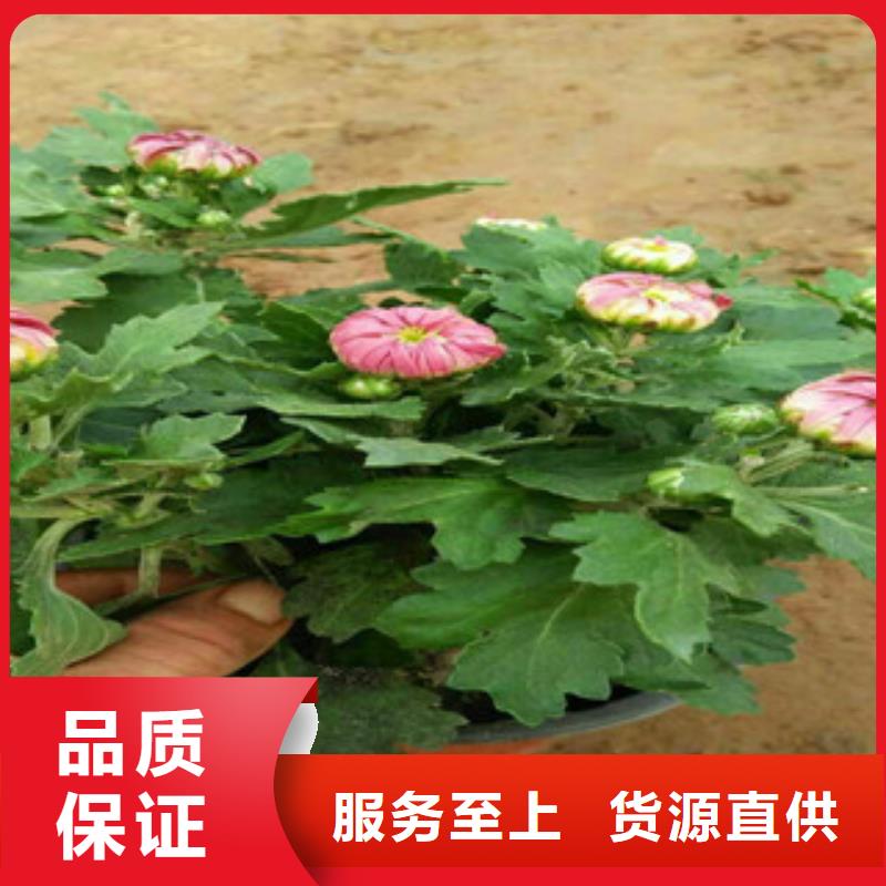 时令草花,五一国庆草花批发匠心工艺