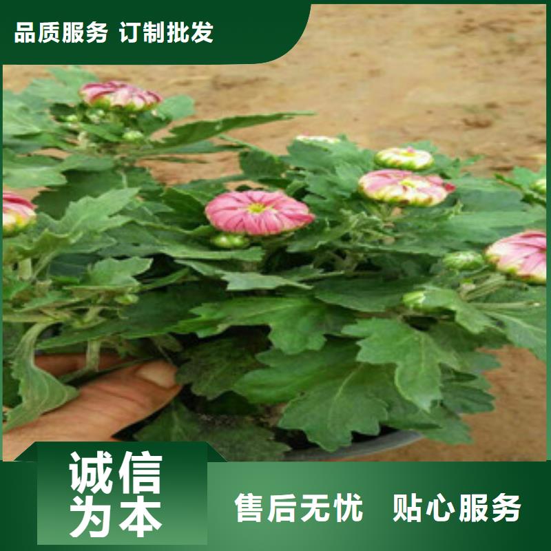 時(shí)令草花宿根花卉基地廠家質(zhì)量過(guò)硬