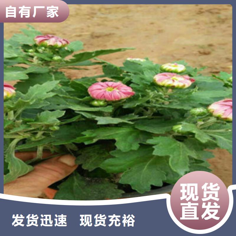 时令草花,五一国庆草花批发匠心工艺
