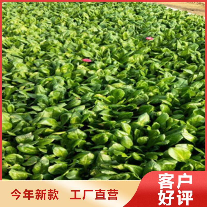 時令草花柳葉馬鞭草/薰衣草海量現(xiàn)貨直銷