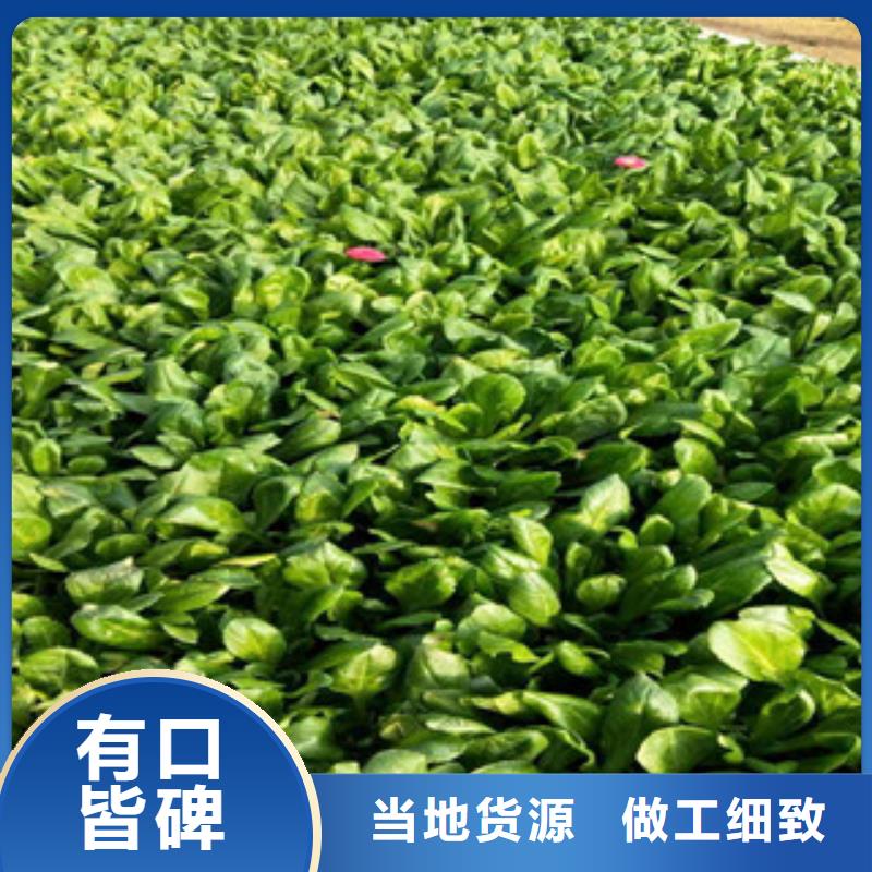 時(shí)令草花宿根花卉基地廠家質(zhì)量過(guò)硬