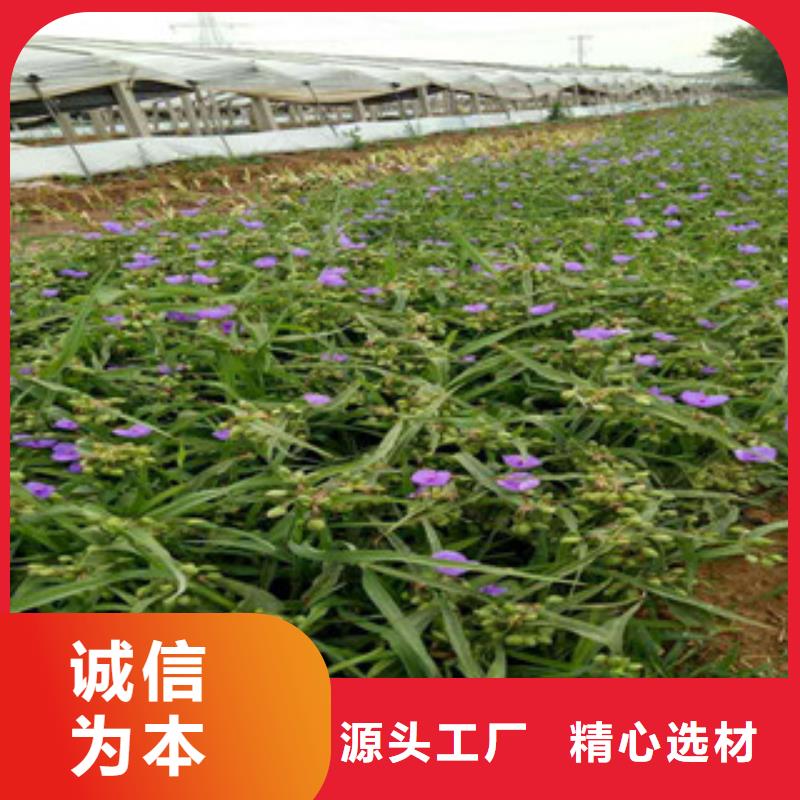 时令草花,花海景观工程质量无忧