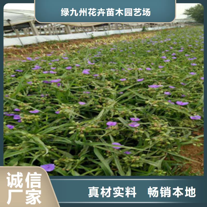 時令草花花海景觀工程支持定制批發(fā)