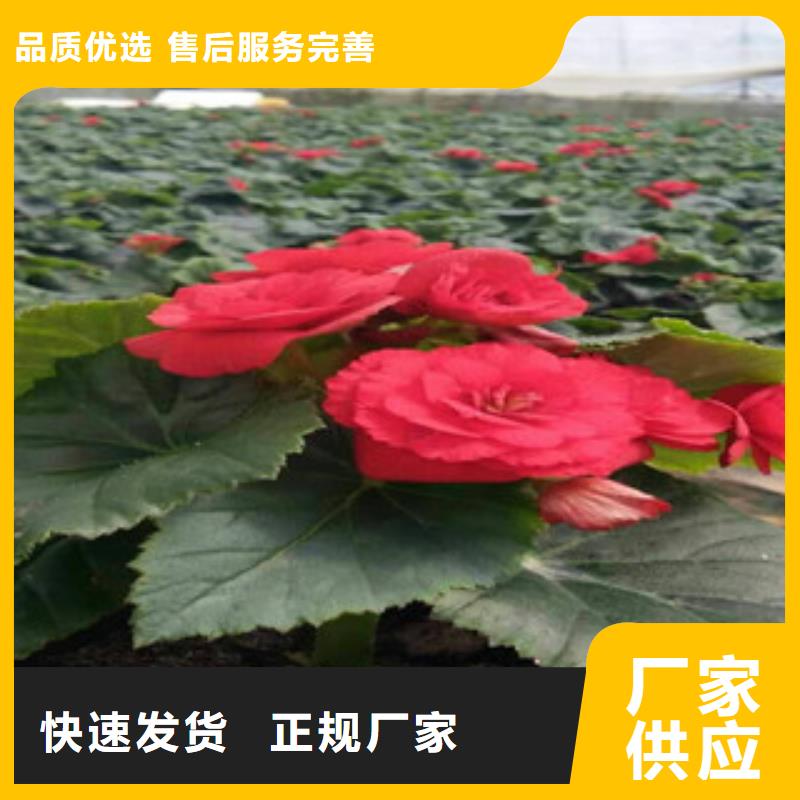 時令草花宿根花卉基地現(xiàn)貨批發(fā)