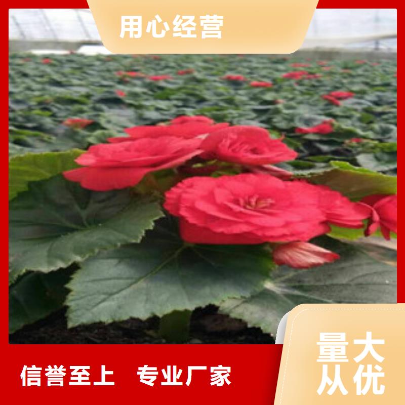 时令草花宿根花卉基地真材实料诚信经营