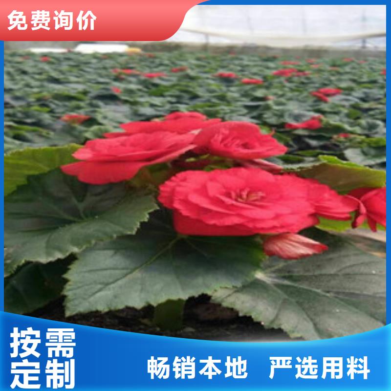時(shí)令草花花海景觀工程貨源穩(wěn)定