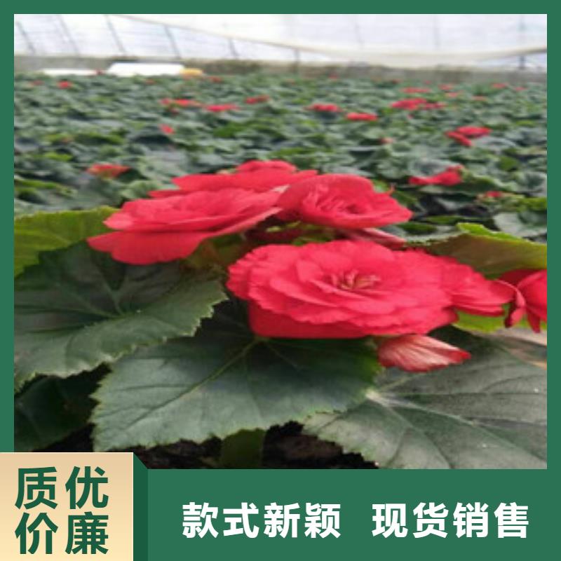時(shí)令草花_觀賞草/蒲葦狼尾草豐富的行業(yè)經(jīng)驗(yàn)