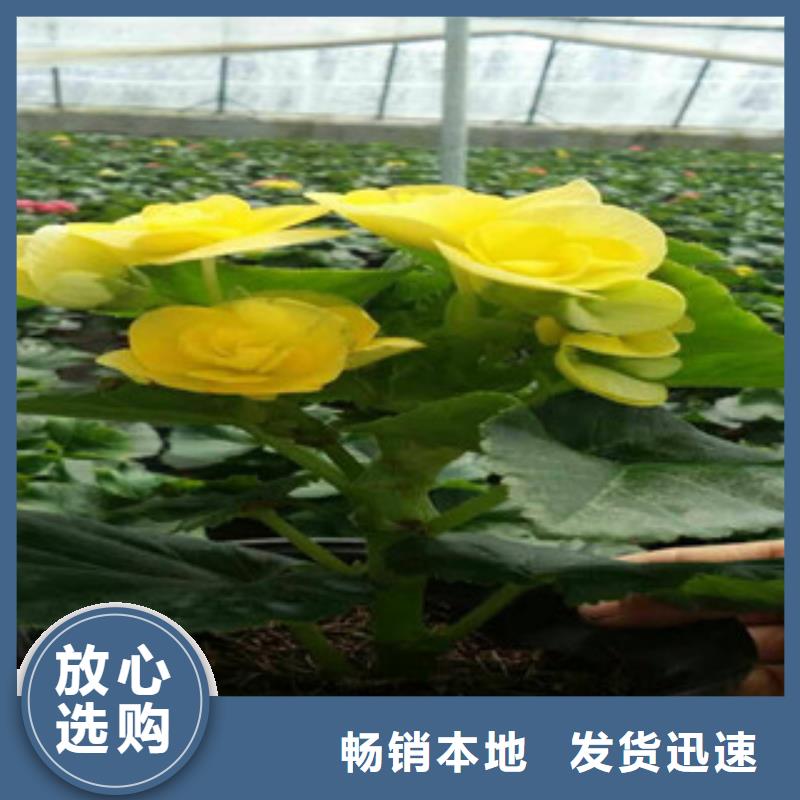時(shí)令草花柳葉馬鞭草/薰衣草一站式采購方便省心