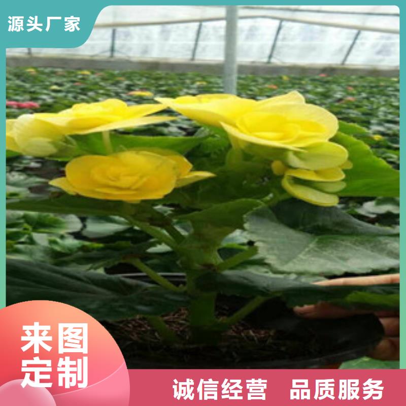 時(shí)令草花時(shí)令花卉/綠化草花價(jià)格多種工藝