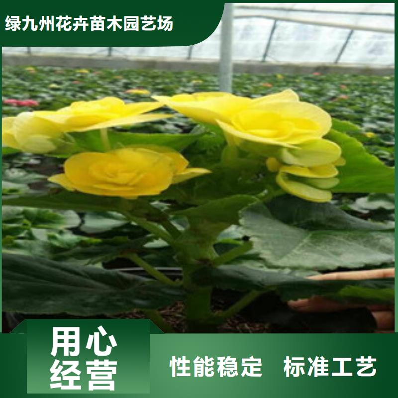 時令草花_耐寒耐旱草花基地源頭實體廠商