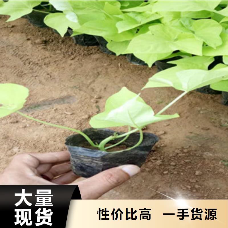 時令草花時令花卉/綠化草花價(jià)格甄選好物