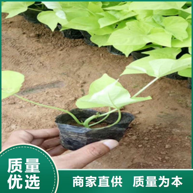 时令草花柳叶马鞭草/薰衣草诚信厂家