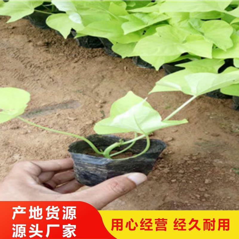时令草花,花海景观工程质量无忧