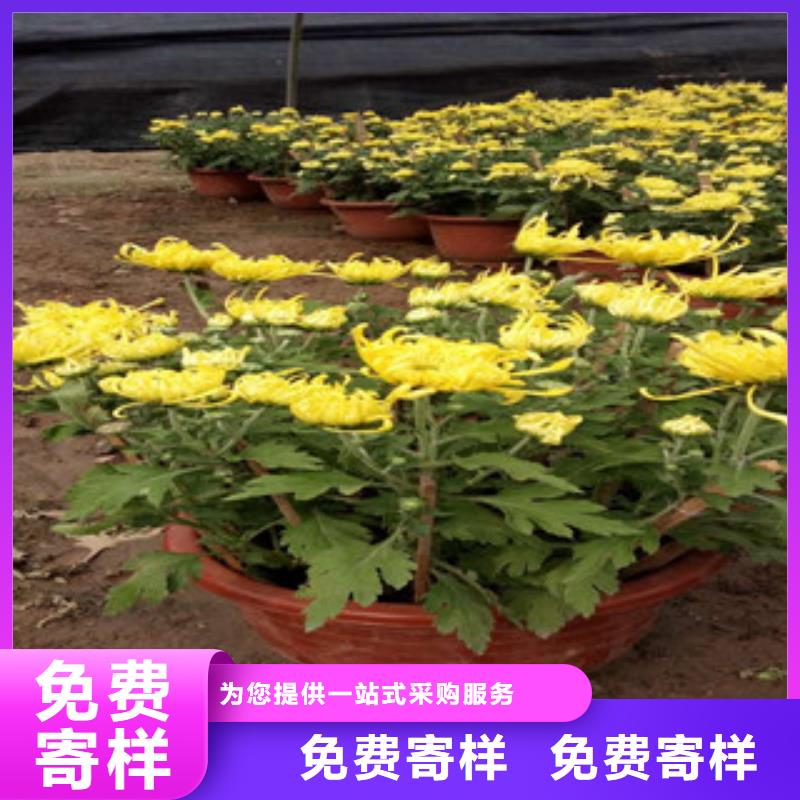 时令草花柳叶马鞭草/薰衣草服务周到