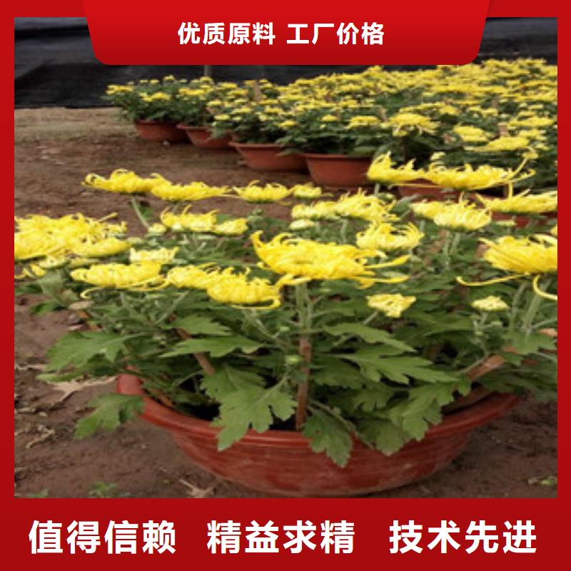 時(shí)令草花柳葉馬鞭草/薰衣草全新升級(jí)品質(zhì)保障