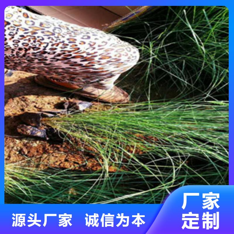 时令草花,五一国庆草花批发匠心工艺