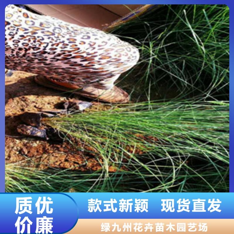 時(shí)令草花_觀賞草/蒲葦狼尾草豐富的行業(yè)經(jīng)驗(yàn)