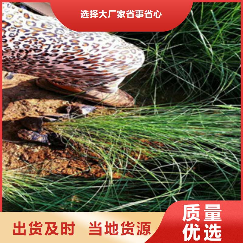 时令草花五一国庆草花批发严选材质