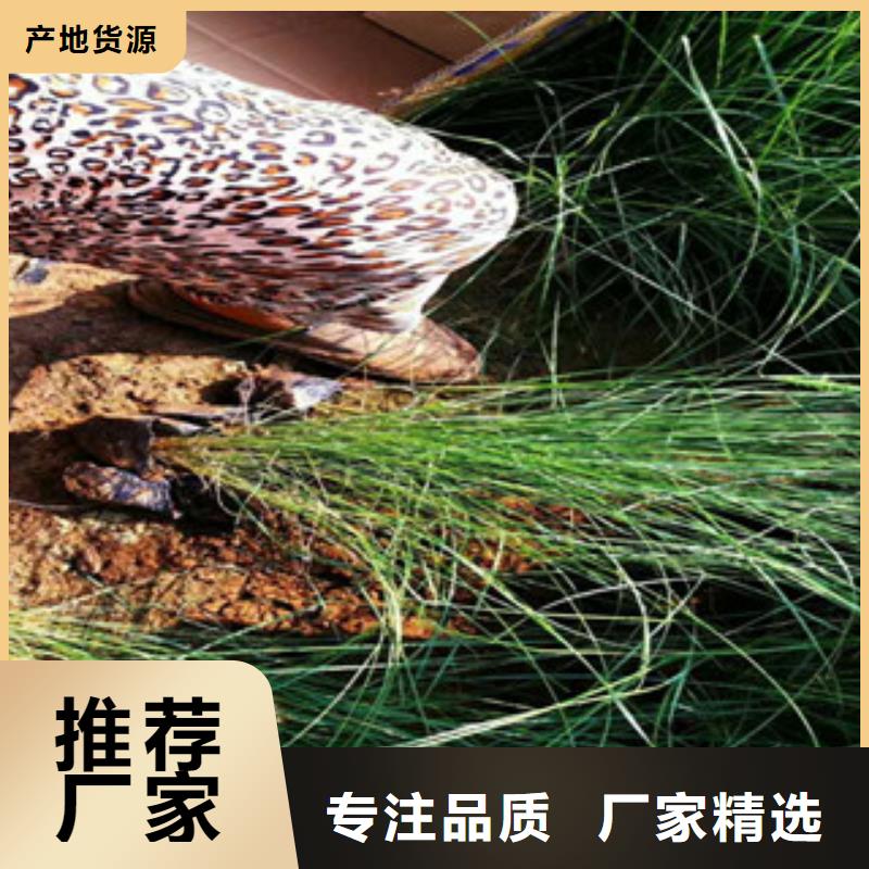 時令草花柳葉馬鞭草/薰衣草售后服務(wù)完善