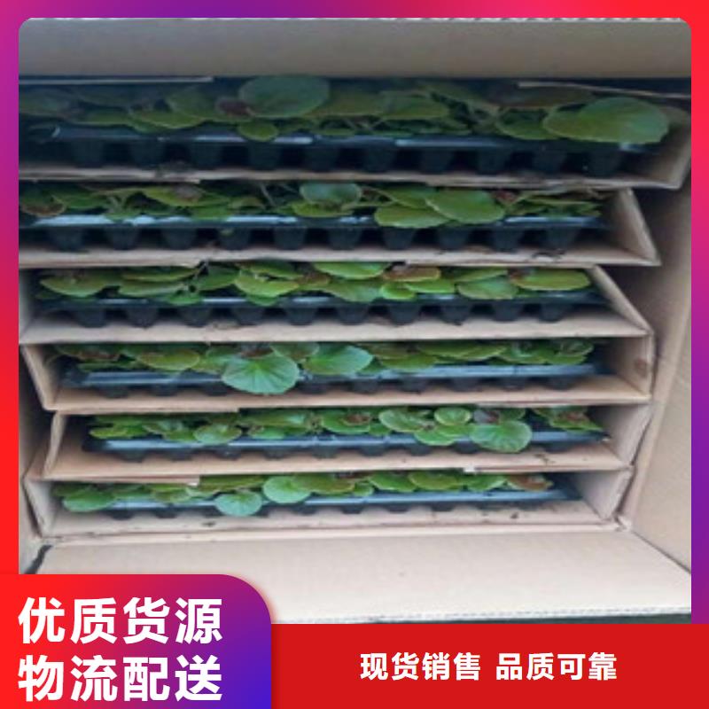 時令草花觀賞草/蒲葦狼尾草精選廠家好貨