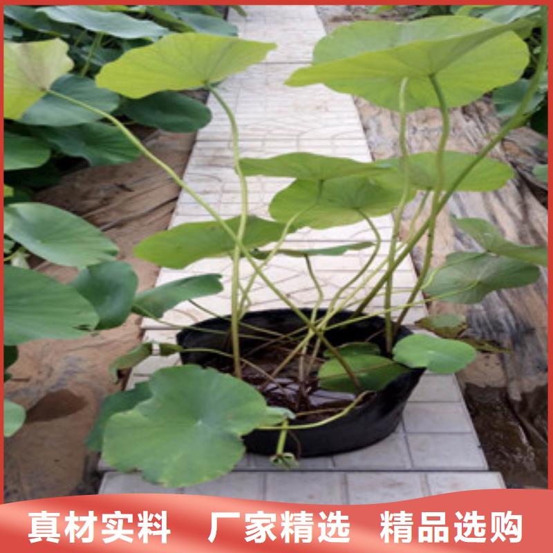 時(shí)令草花時(shí)令花卉/綠化草花價(jià)格工藝成熟