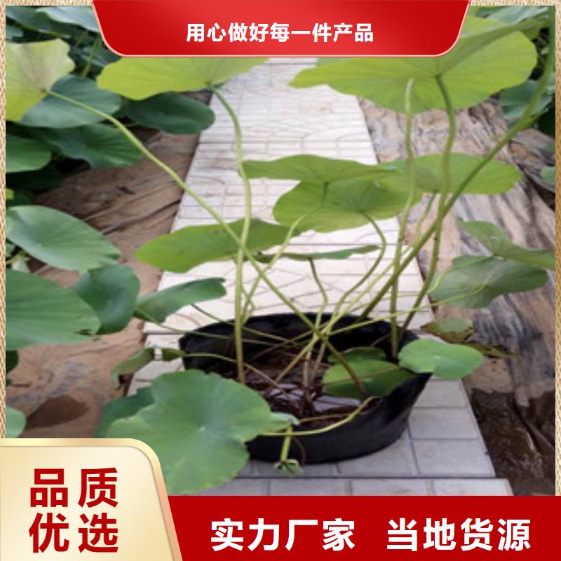 時令草花觀賞草/蒲葦狼尾草精選廠家好貨
