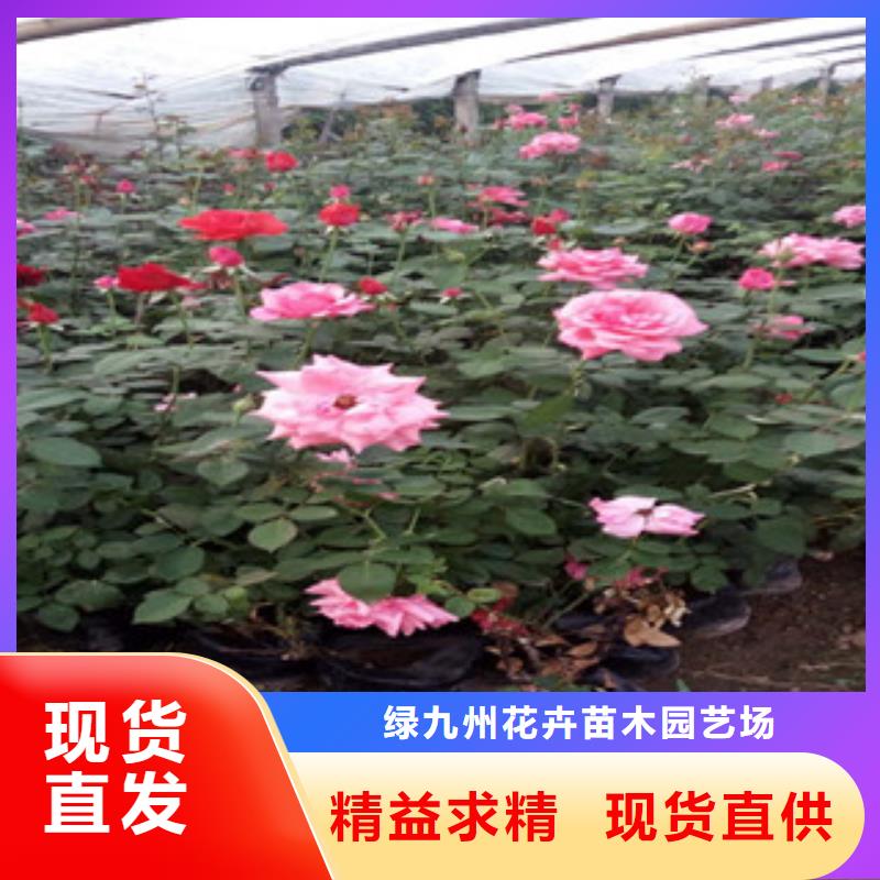 时令草花耐寒耐旱草花基地货品齐全