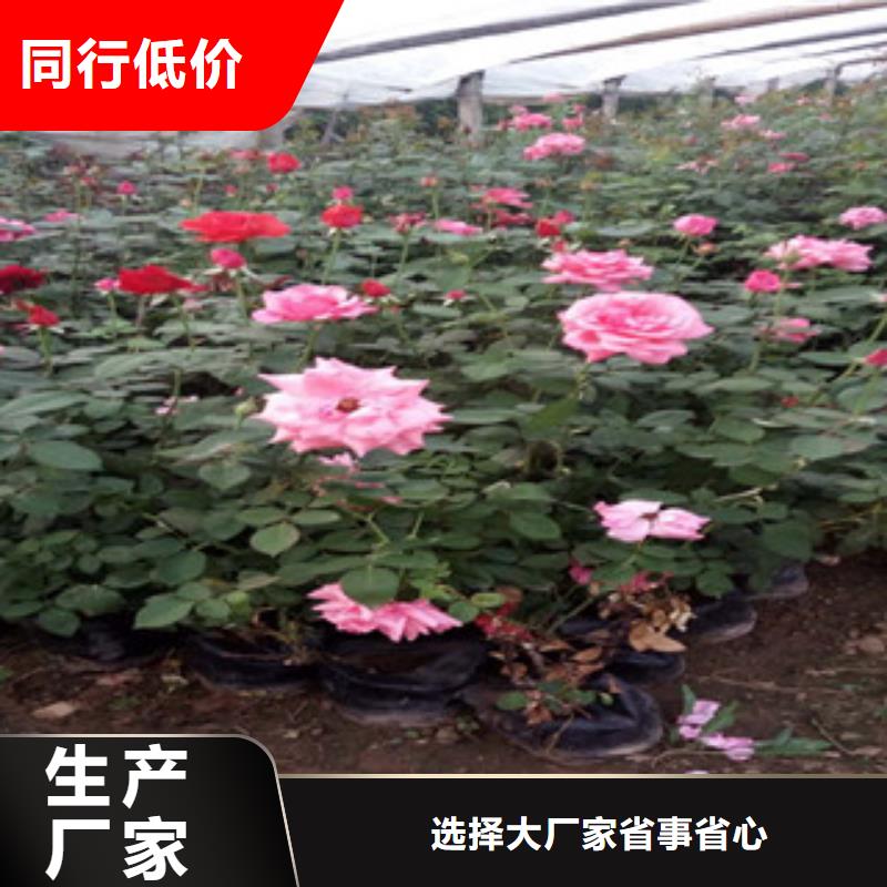 時(shí)令草花_水生植物/荷花睡蓮適用范圍廣