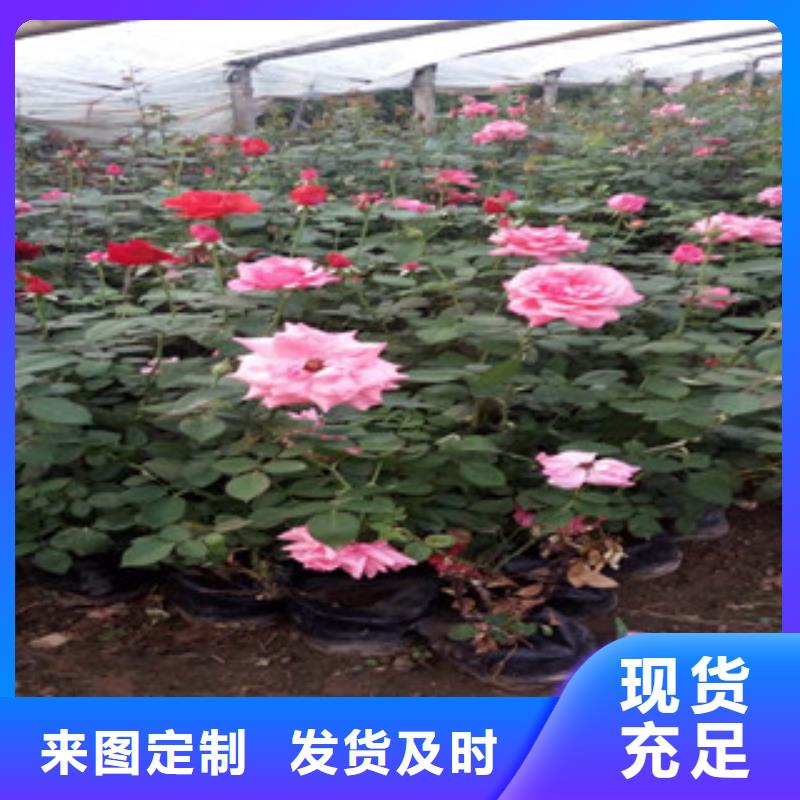 时令草花柳叶马鞭草/薰衣草品种全