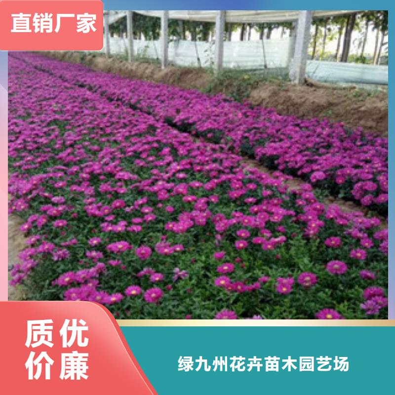 時(shí)令草花耐寒耐旱草花基地廠家自營(yíng)
