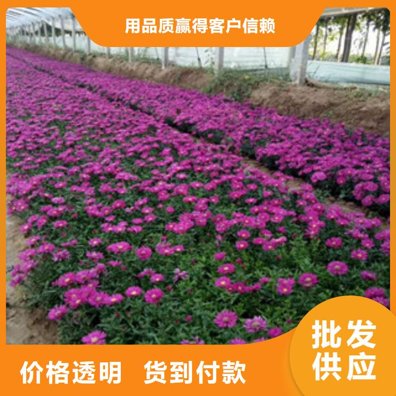 時令草花觀賞草/蒲葦狼尾草精選廠家好貨