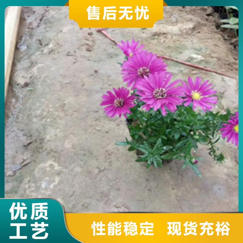 时令草花观赏草/蒲苇狼尾草专注细节更放心