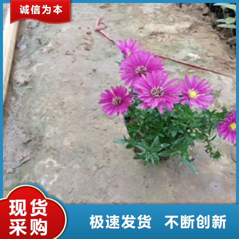 时令草花,五一国庆草花批发匠心工艺