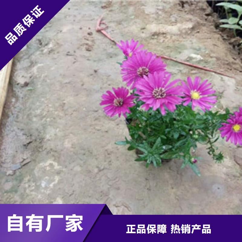 时令草花鲁冰花/粉黛乱子草严选用料