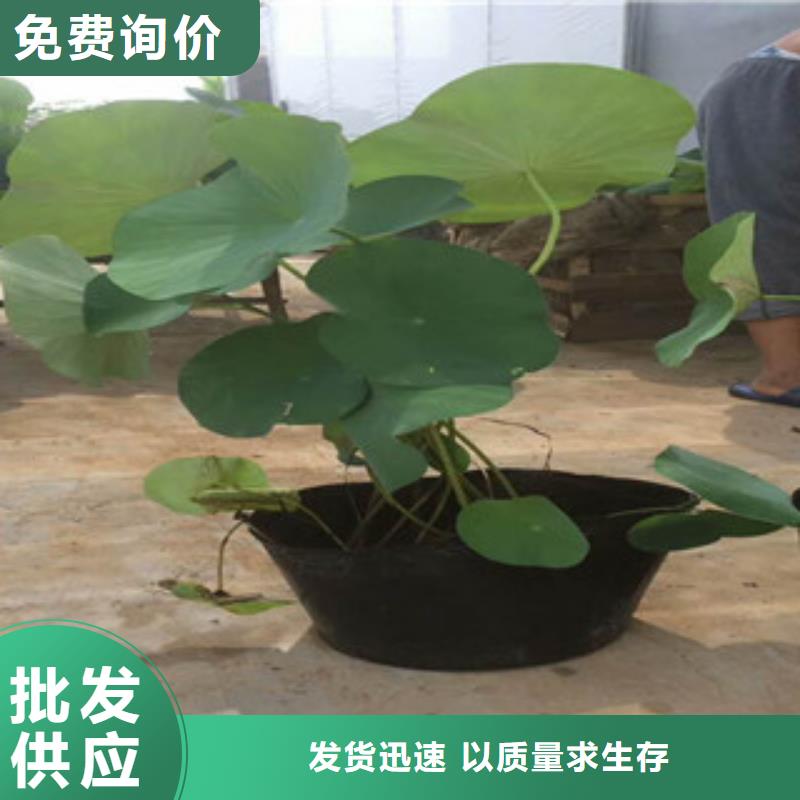 時令草花時令花卉/綠化草花價格品質(zhì)優(yōu)選