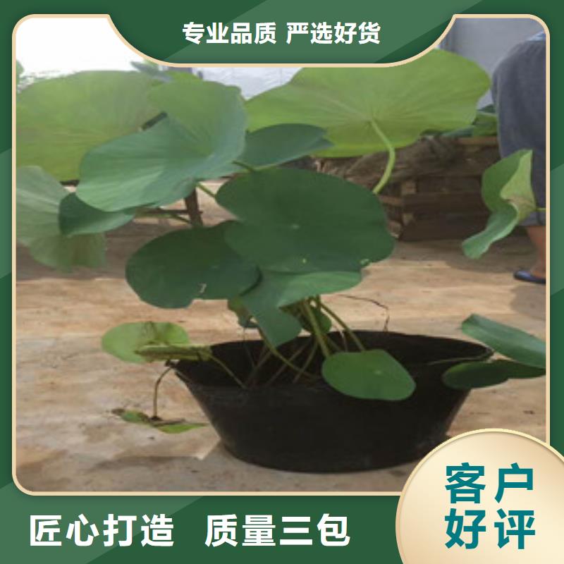 時(shí)令草花_宿根花卉基地大廠家實(shí)力看得見