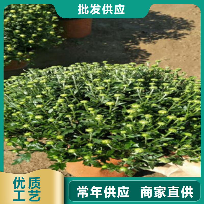 時令草花_耐寒耐旱草花基地細(xì)節(jié)之處更加用心