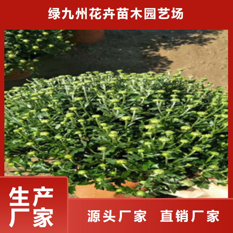 時(shí)令草花花海景觀工程貨源穩(wěn)定