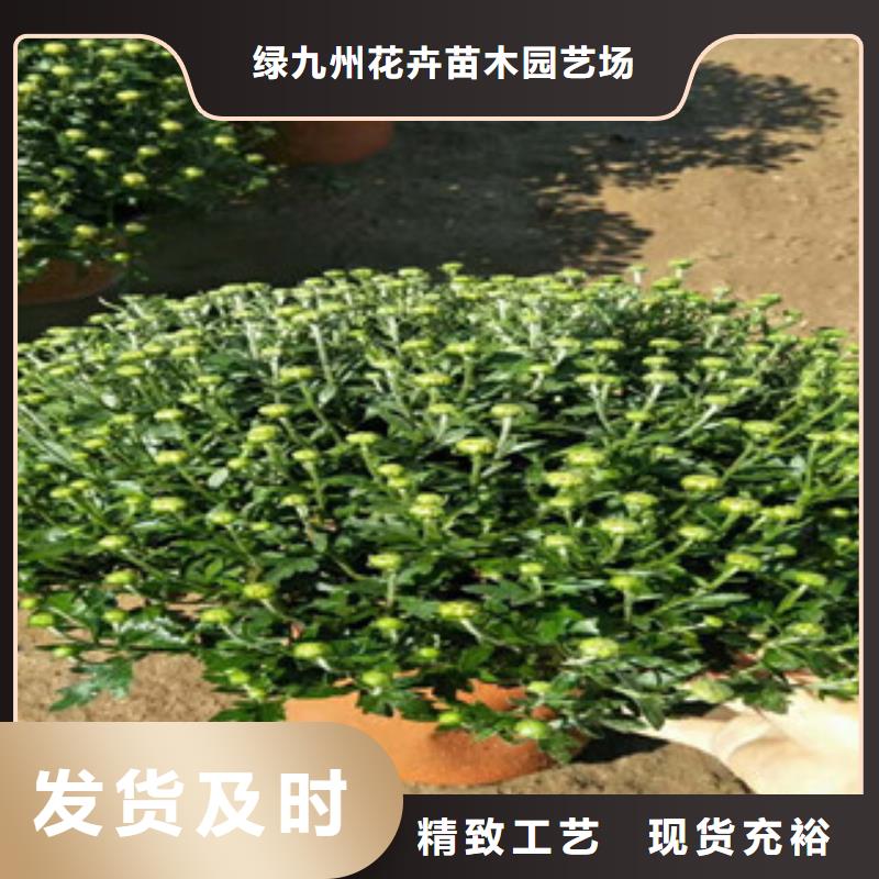 时令草花五一国庆草花批发严选材质