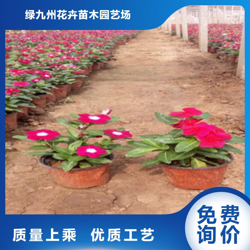 时令草花花海景观工程自营品质有保障