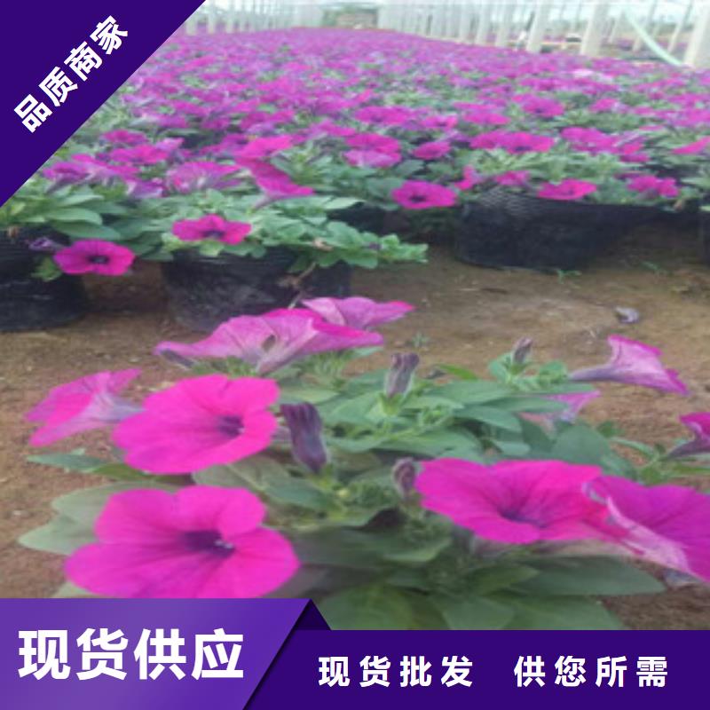 时令草花柳叶马鞭草/薰衣草服务周到