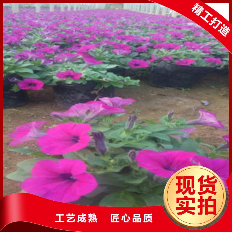時令草花宿根花卉基地現(xiàn)貨批發(fā)